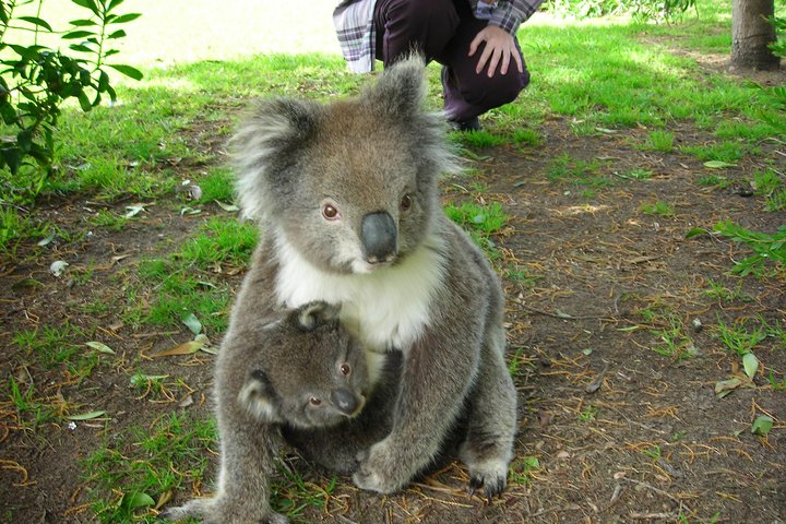 Excursão de 3 dias em Melbourne a Adelaide incluindo a Great Ocean Road