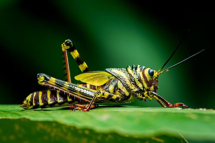 Deluxe Private Manuel Antonio Park Tour