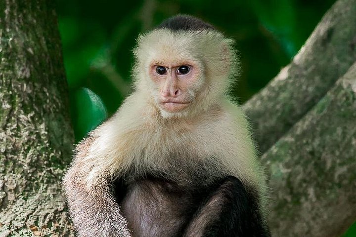 Deluxe Private Manuel Antonio Park Tour