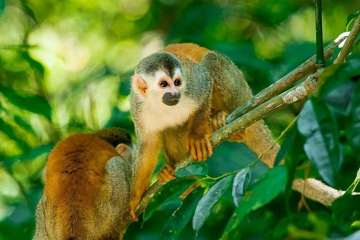 Deluxe Private Manuel Antonio Park Tour