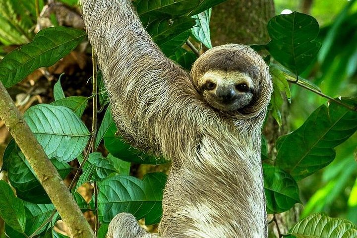 Deluxe Private Manuel Antonio Park Tour