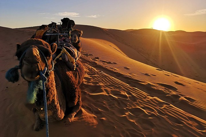 1 noche todo incluido paseo en camello y campamento en el desierto