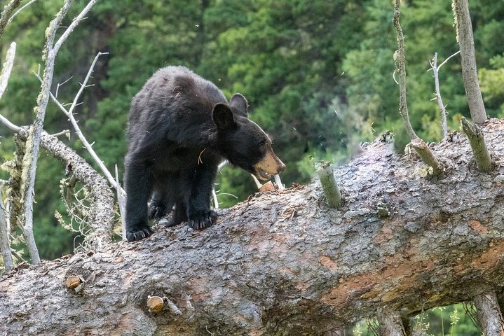 Osservazione privata dei lupi di Yellowstone e safari naturalistico + pranzo