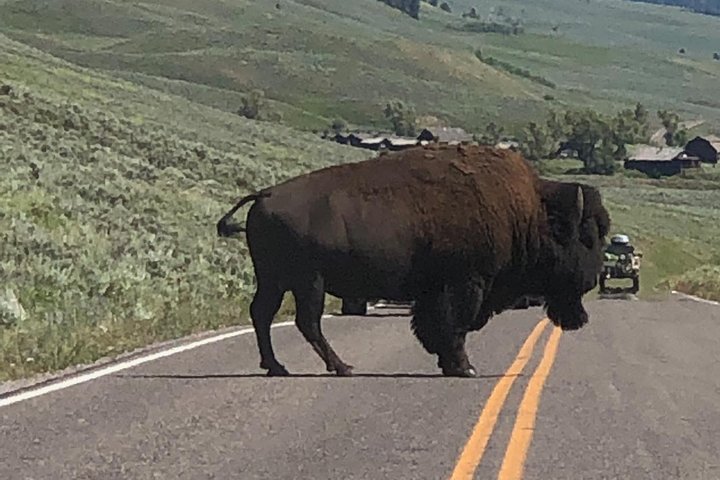 Osservazione privata dei lupi di Yellowstone e safari naturalistico + pranzo