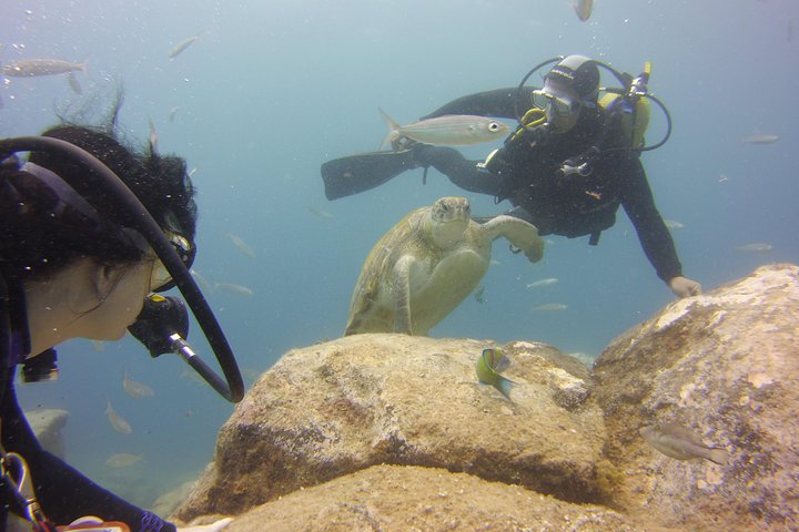 Scuba Diving Beginners Session i Costa Adeje
