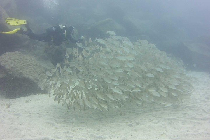 Scuba Diving Beginners Session i Costa Adeje