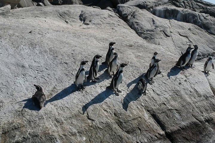 Passeio de barco privado para ver pingüins de Valparaíso Cachagua Island