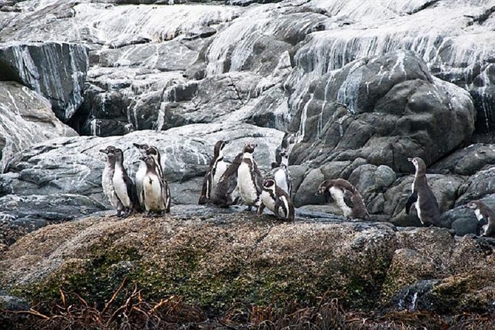 Passeio de barco privado para ver pingüins de Valparaíso Cachagua Island