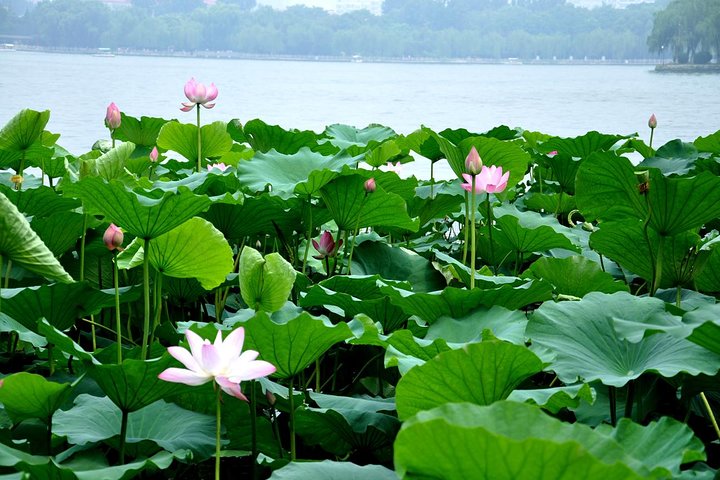 City Tour Privado em Jinan incluindo o Parque Baotu Spring, Lago Daming e Mais