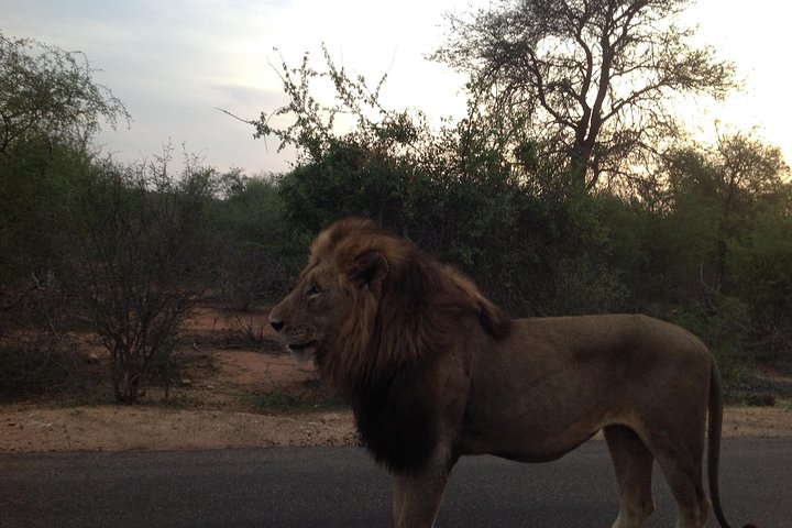 Kruger Park Safari: guidad dagstur från Nelspruit