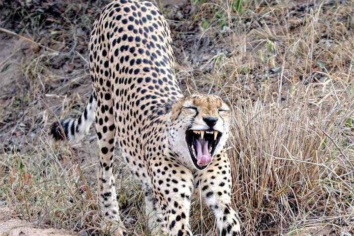 Kruger Park Safari: guidad dagstur från Nelspruit