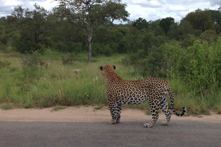 Kruger Park Safari: guidad dagstur från Nelspruit