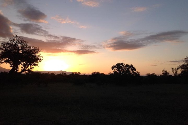 Kruger Park Safari: guidad dagstur från Nelspruit