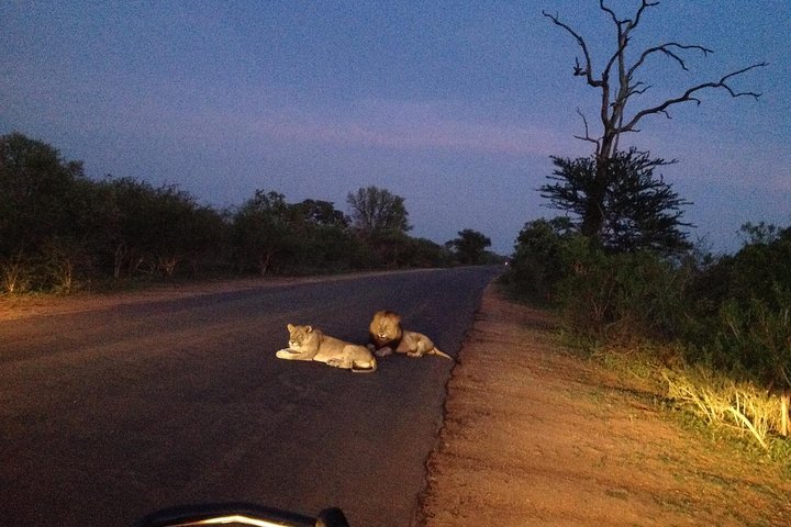 Kruger Park Safari: guidad dagstur från Nelspruit