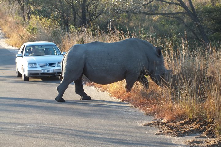 Kruger Park Safari: guidad dagstur från Nelspruit
