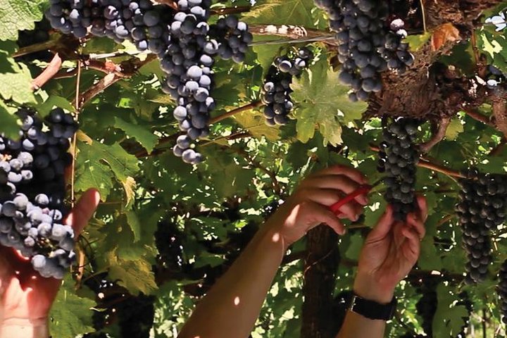 Jolimont Winery Tour - Besichtigung und Verkostung - Canela RS