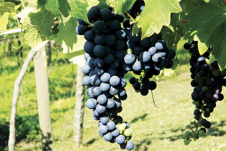 Jolimont Winery Tour - Besichtigung und Verkostung - Canela RS