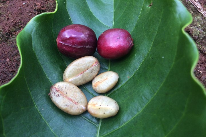 Amazing Coffee Ganztagestour in Buon Ma Thuot - Daklak