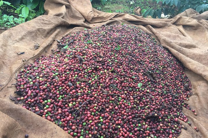 Amazing Coffee Ganztagestour in Buon Ma Thuot - Daklak