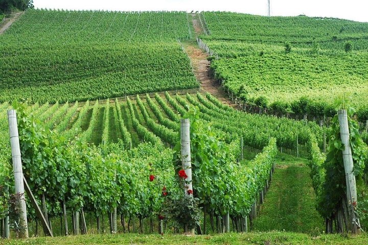 Passeio Privativo nas Maiores Vinícolas de Bento Gonçalves RS