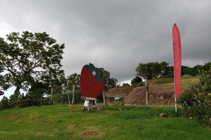 Maui-Tour: Tagesausflug von Lahaina zur Straße nach Hana mit Abholung