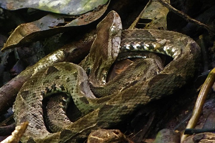 Manuel Antonio Park Tour und seine erstaunliche Tierwelt und Strände