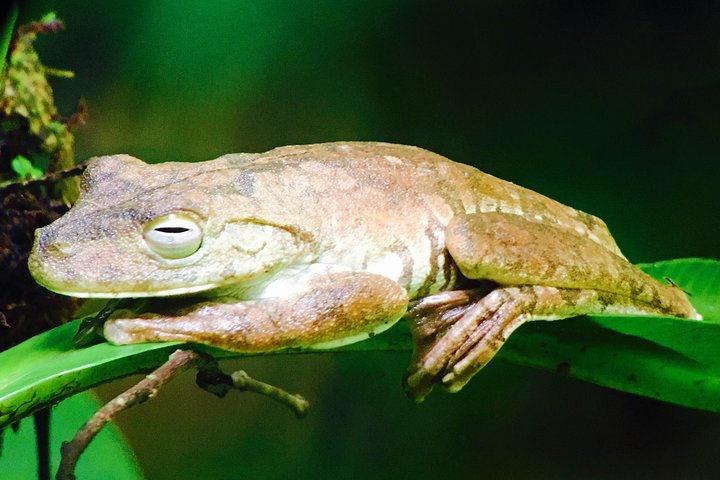 Manuel Antonio Park Tour und seine erstaunliche Tierwelt und Strände