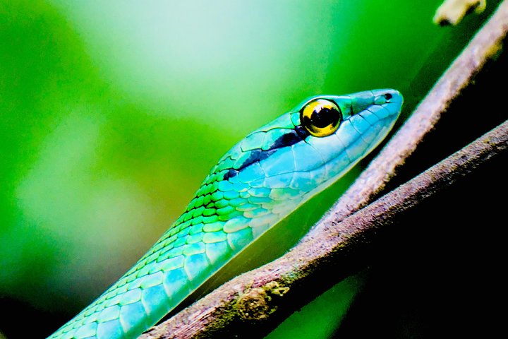 Manuel Antonio Park Tour und seine erstaunliche Tierwelt und Strände