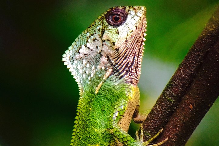 Manuel Antonio Park Tour und seine erstaunliche Tierwelt und Strände