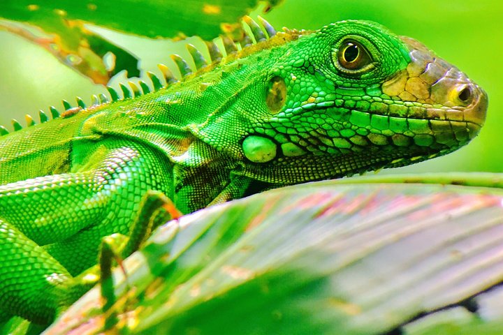 Manuel Antonio Park Tour und seine erstaunliche Tierwelt und Strände