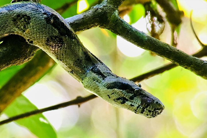 Manuel Antonio Park Tour und seine erstaunliche Tierwelt und Strände