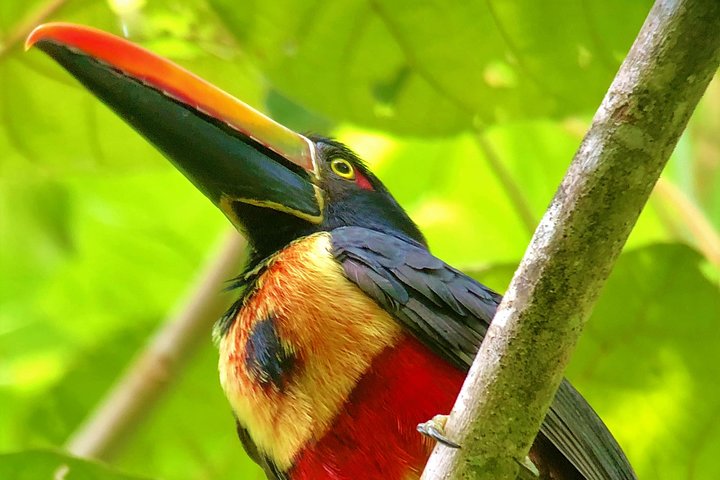 Manuel Antonio Park Tour und seine erstaunliche Tierwelt und Strände