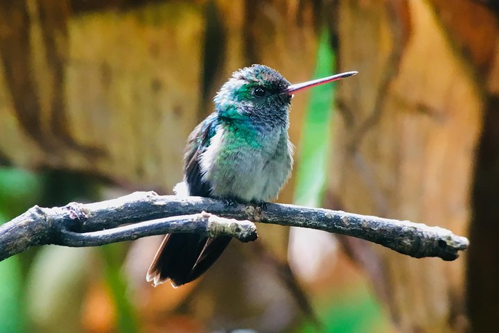 Manuel Antonio Park Tour und seine erstaunliche Tierwelt und Strände