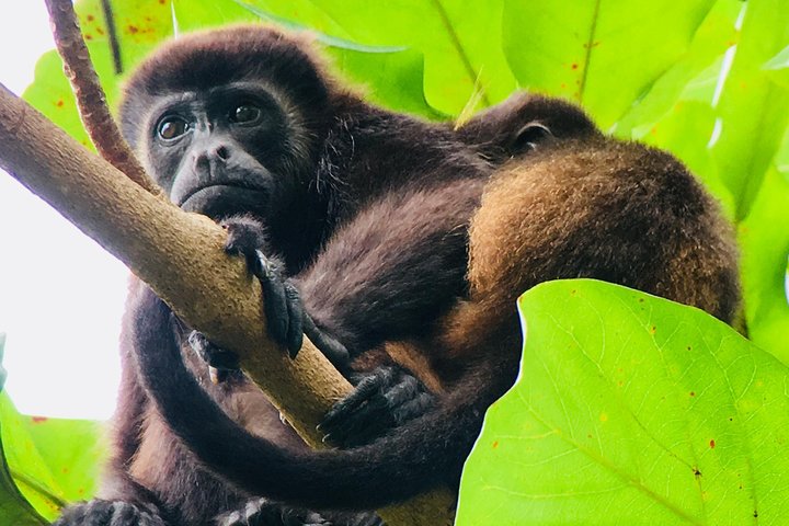 Manuel Antonio Park Tour und seine erstaunliche Tierwelt und Strände
