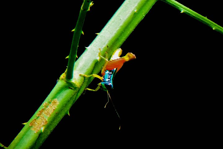 Manuel Antonio Park Tour und seine erstaunliche Tierwelt und Strände