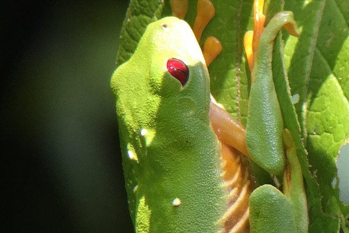 Manuel Antonio Park Tour und seine erstaunliche Tierwelt und Strände