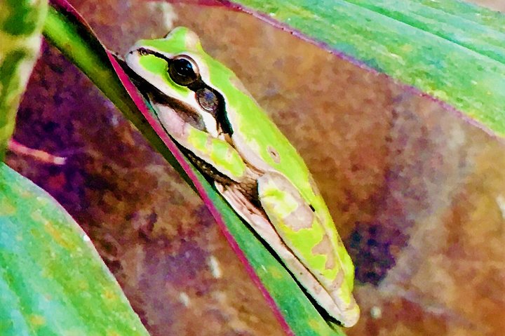 Manuel Antonio Park Tour und seine erstaunliche Tierwelt und Strände