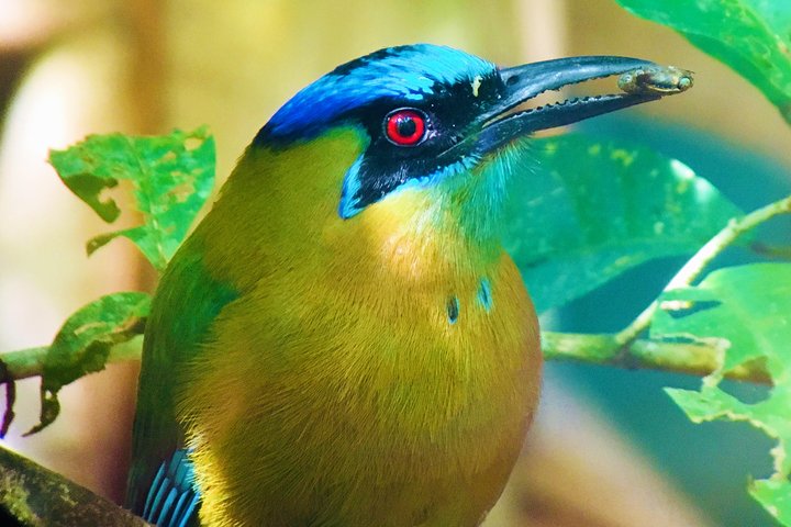 Manuel Antonio Park Tour und seine erstaunliche Tierwelt und Strände