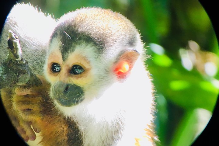 Manuel Antonio Park Tour und seine erstaunliche Tierwelt und Strände