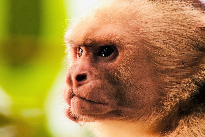 Manuel Antonio Park Tour und seine erstaunliche Tierwelt und Strände