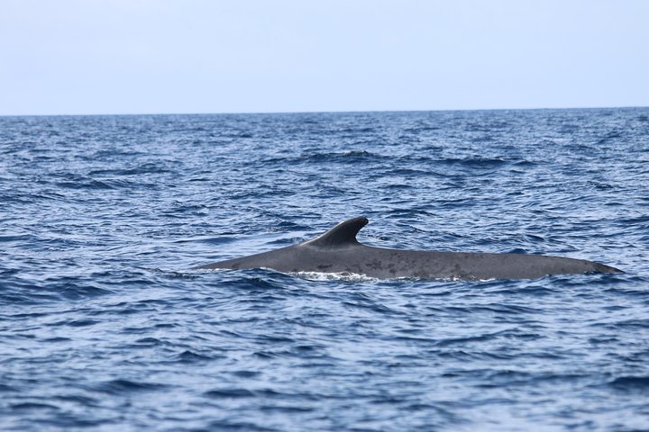 Val- och delfinskådning på ön Terceira