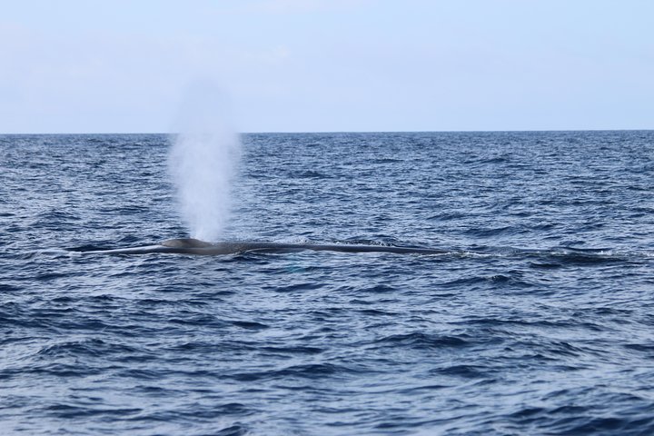 Val- och delfinskådning på ön Terceira