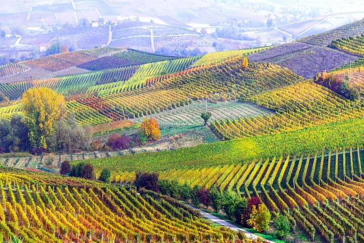 Tour Privado: Degustação de Vinhos Barolo na área de Langhe a partir de Turim