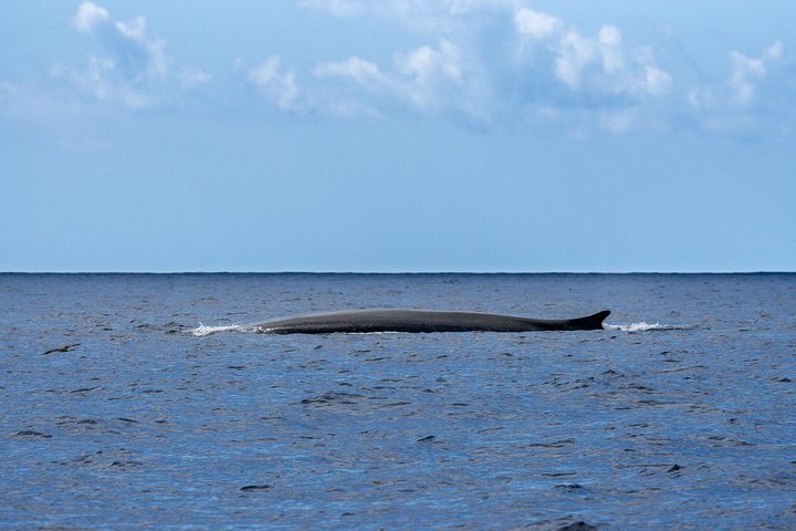 Val- och delfinskådning på ön Terceira
