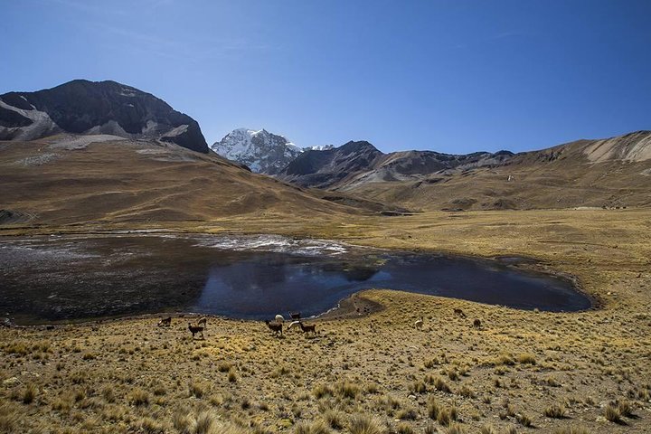 CONDORIRI Bjerg 5650m. 2 DAGE 1 NAT. TREKKING. Engelsk guide. Fælles tur