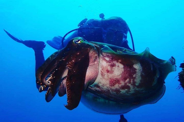 Buceo en el naufragio del USS Liberty de Tulamben Bali
