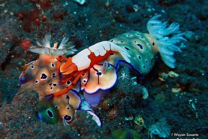 Buceo en el naufragio del USS Liberty de Tulamben Bali
