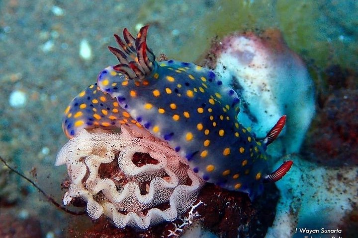 Buceo en el naufragio del USS Liberty de Tulamben Bali