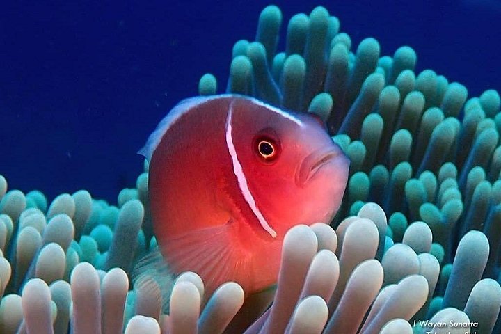 Buceo en el naufragio del USS Liberty de Tulamben Bali
