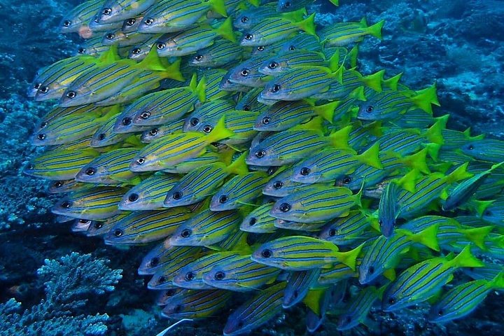 Buceo en el naufragio del USS Liberty de Tulamben Bali